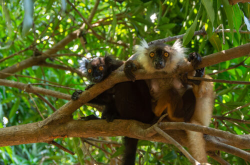 Madagaskar - co sprawia, że ta wyprawa zostaje w pamięci na zawsze